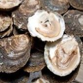 Oyster Farming
